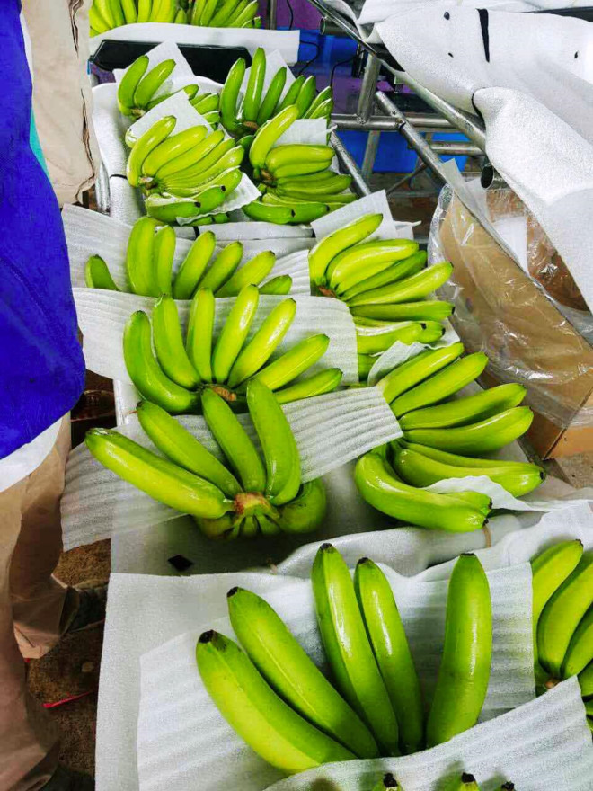 Bầu[-]Đức[-]thu[-]hoạch[-]vụ[-]chuối[-]đầu[-]tiên[-]xuất[-]sang[-]Trung[-]Quốc